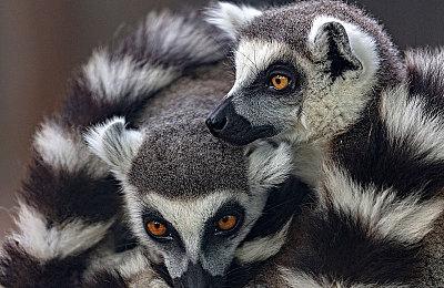 《巴比伦的陨落》全新预告 2022年3月3日发售